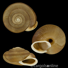 IMG_detallada/Corneola squammatinum.jpg